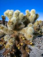 Teddy-bear cholla Cylindropuntia bigelovii - desert landscape, large thickets of prickly pear cactus with tenacious yellowish spines in Joshua Tree NP, California photo