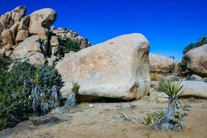 Desert stone landscape Joshua Tree, Big Rocks and Yucca Brevifolia Mojave Desert, Joshua Tree National Park, California photo