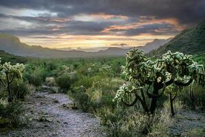 Teddy-bear cholla Cylindropuntia bigelovii - desert landscape, large thickets of prickly pear cactus with tenacious yellowish spines in Joshua Tree NP, California photo
