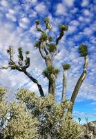 Branched pencil cholla Cylindropuntia ramosissima - segmented stem of a cactus with long spines in a rock desert near Joshua Tree NP, California photo