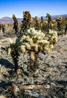 Teddy-bear cholla Cylindropuntia bigelovii - desert landscape, large thickets of prickly pear cactus with tenacious yellowish spines in Joshua Tree NP, California photo