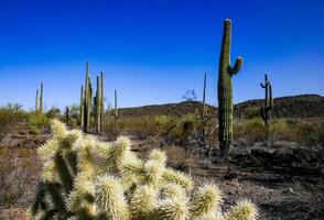 Carnegiea gigantea and Teddy-bear cholla Cylindropuntia bigelovii - desert landscape, large thickets of prickly pear cactus with tenacious yellowish spines in Joshua Tree NP, California photo