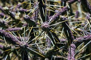Branched pencil cholla Cylindropuntia ramosissima - segmented stem of a cactus with long spines in a rock desert near Joshua Tree NP, California photo