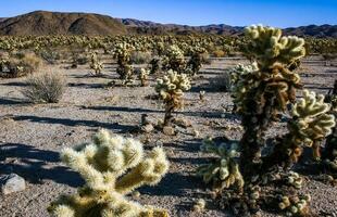 Teddy-bear cholla Cylindropuntia bigelovii- desert landscape, large thickets of prickly pear cactus with tenacious yellowish spines in Joshua Tree NP, California photo