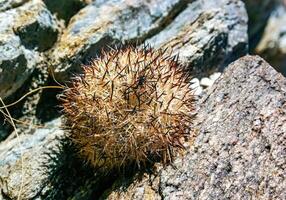 Escobaria chlorantha-miniature frost-resistant cactus in a rock crack in a rock desert in Joshua Tree National Park, California photo