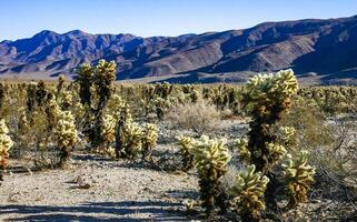 Teddy-bear cholla Cylindropuntia bigelovii - desert landscape, large thickets of prickly pear cactus with tenacious yellowish spines in Joshua Tree NP, California photo