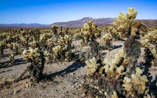 Teddy-bear cholla Cylindropuntia bigelovii - desert landscape, large thickets of prickly pear cactus with tenacious yellowish spines in Joshua Tree NP, California photo
