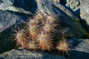 Strawberry hedgehog cactus Echinocereus engelmannii - a group of spiny cacti with long spines in a desert rock landscape of Joshua Tree NP, California photo