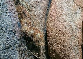 Strawberry hedgehog cactus Echinocereus engelmannii - a group of spiny cacti with long spines in a desert rock landscape of Joshua Tree NP, California photo