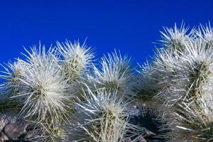 Cylindropuntia bigelovii - cactus shape with long silvery spines with rock desert near Joshua Tree NP photo