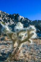 Cylindropuntia bigelovii - cactus shape with long silvery spines with rock desert near Joshua Tree NP photo