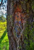 Pine tree resin originates from a damaged tree bark in Oregon, US photo