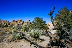 Trunk of a dry dead tree among the rocks in the rock desert in Joshua Tree National Park, California photo
