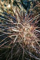 Strawberry hedgehog cactus Echinocereus engelmannii - a group of spiny cacti with long spines in a desert rock landscape of Joshua Tree NP, California photo