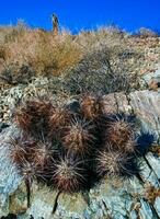 Strawberry hedgehog cactus Echinocereus engelmannii - a group of spiny cacti with long brown spines in Joshua Tree NP, California photo