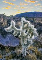 Cylindropuntia bigelovii - cactus shape with long silvery spines with rock desert near Joshua Tree NP photo