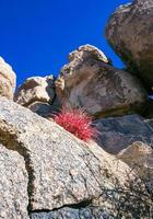Desert barrel cactus Ferocactus cylindraceus - a cactus with red spines growing in a rock crack in the desert in Joshua Tree National Park, California photo