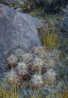 Strawberry hedgehog cactus Echinocereus engelmannii - a group of spiny cacti with long brown spines in Joshua Tree NP, California photo