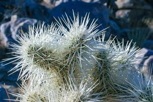 Cylindropuntia bigelovii - cactus shape with long silvery spines with rock desert near Joshua Tree NP photo
