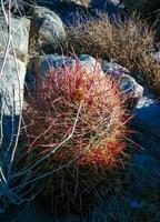Desert barrel cactus Ferocactus cylindraceus - a cactus with red spines growing in a rock crack in the desert in Joshua Tree National Park, California photo