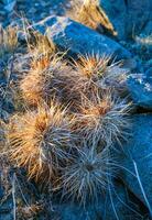 Strawberry hedgehog cactus Echinocereus engelmannii - a group of spiny cacti with long spines in a desert rock landscape of Joshua Tree NP, California photo