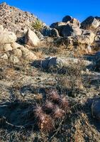 Strawberry hedgehog cactus Echinocereus engelmannii - a group of spiny cacti with long spines in a desert rock landscape of Joshua Tree NP, California photo