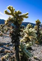 Teddy-bear cholla Cylindropuntia bigelovii - desert landscape, large thickets of prickly pear cactus with tenacious yellowish spines in Joshua Tree NP, California photo