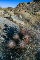 Strawberry hedgehog cactus Echinocereus engelmannii- a group of spiny cacti with long spines in a desert rock landscape of Joshua Tree NP, California photo