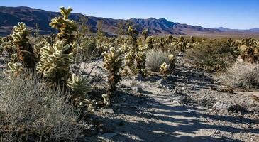 Teddy-bear cholla Cylindropuntia bigelovii - desert landscape, large thickets of prickly pear cactus with tenacious yellowish spines in Joshua Tree NP, California photo