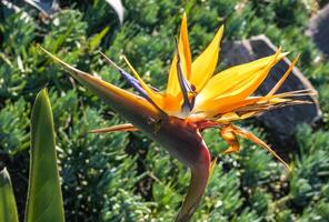 Bromeliad flower on a background of green vegetation at Avalon on Catalina Island in the Pacific Ocean, California photo