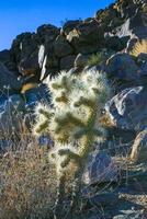 Cylindropuntia bigelovii - cactus shape with long silvery spines with rock desert near Joshua Tree NP photo