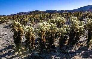 Teddy-bear cholla Cylindropuntia bigelovii - desert landscape, large thickets of prickly pear cactus with tenacious yellowish spines in Joshua Tree NP, California photo