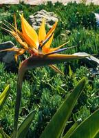 Bromeliad flower on a background of green vegetation at Avalon on Catalina Island in the Pacific Ocean, California photo