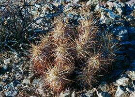 Strawberry hedgehog cactus Echinocereus engelmannii - a group of spiny cacti with long brown spines in Joshua Tree NP, California photo