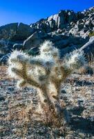 Cylindropuntia bigelovii - cactus shape with long silvery spines with rock desert near Joshua Tree NP photo