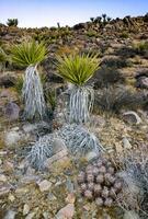 Yucca tree and Strawberry hedgehog cactus Echinocereus engelmannii - a group of spiny cacti with long spines in a desert rock landscape of Joshua Tree NP, California photo