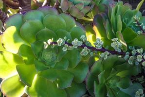 Succulents with succulent leaves in a flowerbed in Avalon on Catalina Island in the Pacific Ocean, California photo