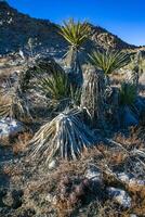 Strawberry hedgehog cactus Echinocereus engelmannii - a group of spiny cacti with long spines in a desert rock landscape of Joshua Tree NP, California photo