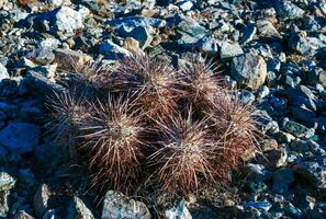 Strawberry hedgehog cactus Echinocereus engelmannii - a group of spiny cacti with long brown spines in Joshua Tree NP, California photo