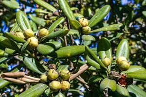 Pittosporum tobira - yellow fruits among green leaves on a tree on Catalina Island in the Pacific Ocean, California photo