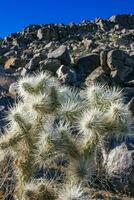 Cylindropuntia bigelovii - cactus shape with long silvery spines with rock desert near Joshua Tree NP photo