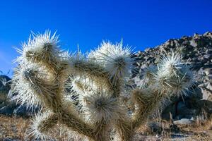Cylindropuntia bigelovii - cactus shape with long silvery spines with rock desert near Joshua Tree NP photo