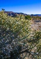 Branched pencil cholla Cylindropuntia ramosissima - segmented stem of a cactus with long spines in a rock desert near Joshua Tree NP, California photo