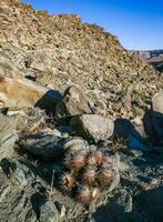 Strawberry hedgehog cactus Echinocereus engelmannii - a group of spiny cacti with long spines in a desert rock landscape of Joshua Tree NP, California photo