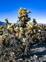 Teddy-bear cholla Cylindropuntia bigelovii - desert landscape, large thickets of prickly pear cactus with tenacious yellowish spines in Joshua Tree NP, California photo