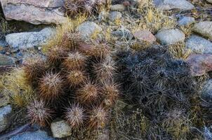 Strawberry hedgehog cactus Echinocereus engelmannii - a group of spiny cacti with long brown spines in Joshua Tree NP, California photo