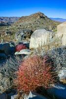 Desert barrel cactus Ferocactus cylindraceus - a cactus with red spines growing in a rock crack in the desert in Joshua Tree National Park, California photo