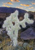 Cylindropuntia bigelovii - cactus shape with long silvery spines with rock desert near Joshua Tree NP photo