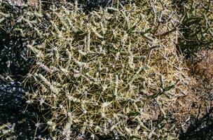 Branched pencil cholla Cylindropuntia ramosissima - segmented stem of a cactus with long spines in a rock desert near Joshua Tree NP, California photo