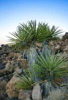 Yucca carnerosana - Yucca tree against a blue sky in a rock crack in the rock desert in Joshua Tree National Park, California photo